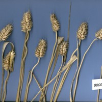 Click for 2 image(s) for this accession. Image