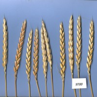 Click for 2 image(s) for this accession. Image