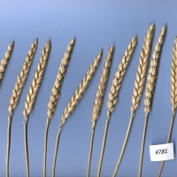 Click for 3 image(s) for this accession. Image