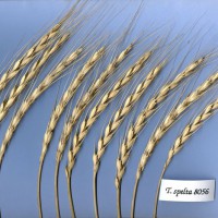 Click for 4 image(s) for this accession. Image