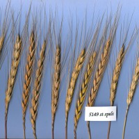 Click for 3 image(s) for this accession. Image