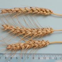 Click for 1 image(s) for this accession. Image