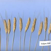 Click for 1 image(s) for this accession. Image