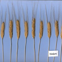 Click for 1 image(s) for this accession. Image