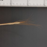 Click for 4 image(s) for this accession. Image