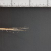 Click for 2 image(s) for this accession. Image