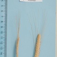 Click for 1 image(s) for this accession. Image