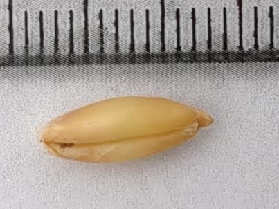 column KERNELS