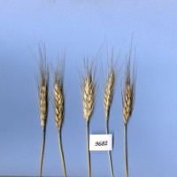 Click for 2 image(s) for this accession. Image