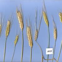 Click for 1 image(s) for this accession. Image