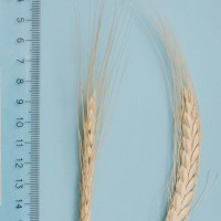 Click for 6 image(s) for this accession. Image