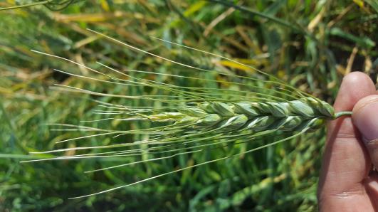 Click for 9 image(s) for this accession.