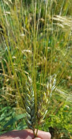 Click for 3 image(s) for this accession.