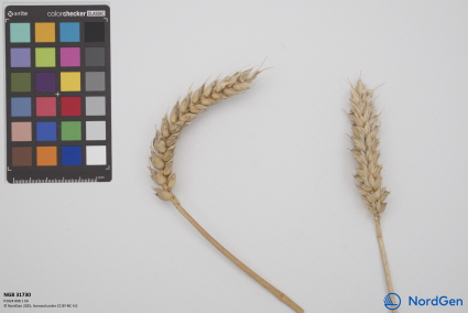 Click for 1 image(s) for this accession. SPIKE