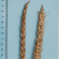 Click for 3 image(s) for this accession. Image