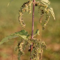 Click for 1 image(s) for this accession. Image
