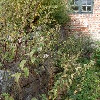 Click for 1 image(s) for this accession. Image