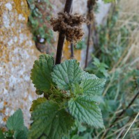 Click for 1 image(s) for this accession. Image