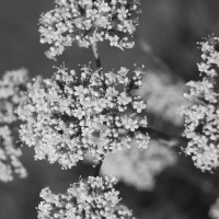 Click for 2 image(s) for this accession. Image