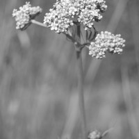 Click for 2 image(s) for this accession. Image