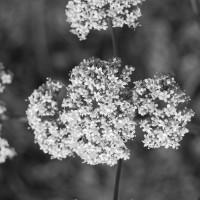 Click for 2 image(s) for this accession. Image