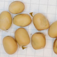 Click for 3 image(s) for this accession. Image