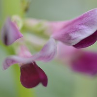 Click for 9 image(s) for this accession. Image