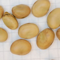 Click for 3 image(s) for this accession. Image