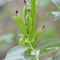 Click for 4 image(s) for this accession. Image