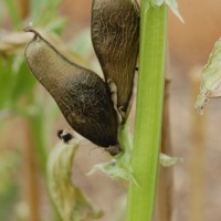 Click for 2 image(s) for this accession. Image