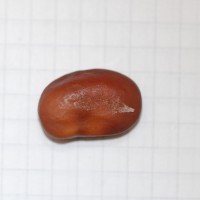 Click for 2 image(s) for this accession. Image