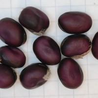 Click for 2 image(s) for this accession. Image