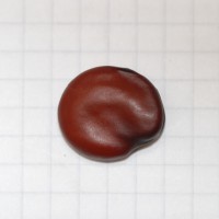 Click for 2 image(s) for this accession. Image