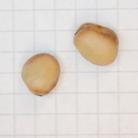 Click for 3 image(s) for this accession. Image