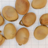 Click for 1 image(s) for this accession. Image