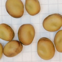 Click for 3 image(s) for this accession. Image