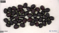 Click for 2 image(s) for this accession. seed