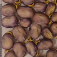 Click for 1 image(s) for this accession. Image