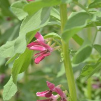 Click for 2 image(s) for this accession. Image