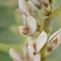 Click for 1 image(s) for this accession. Image