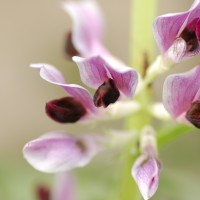 Click for 3 image(s) for this accession. Image