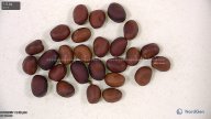 Click for 2 image(s) for this accession. seed