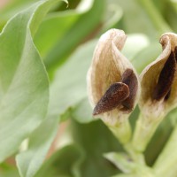 Click for 1 image(s) for this accession. Image