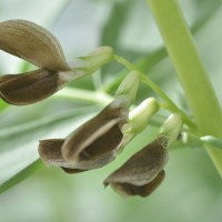 Click for 11 image(s) for this accession. Image