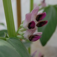 Click for 2 image(s) for this accession. Image