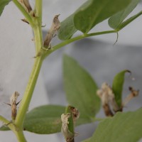 Click for 1 image(s) for this accession. Image