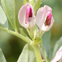 Click for 1 image(s) for this accession. Image
