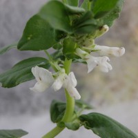 Click for 1 image(s) for this accession. Image