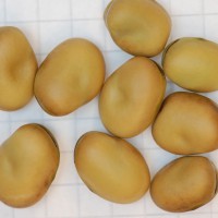 Click for 3 image(s) for this accession. Image