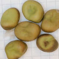 Click for 3 image(s) for this accession. Image